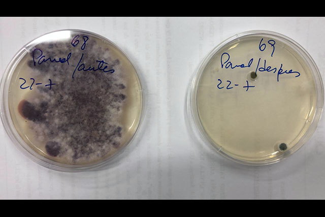 Mold in the left petri dish. Right petri dish shows Ultra One Heavy Duty kills the mold.